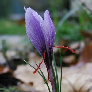 sativus-crocus-jofele-safrany1
