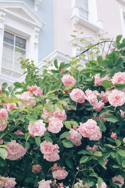 angol-kert-rózsa