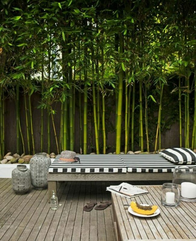 bambusz-a-kertben
