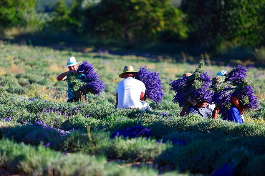 Lavender harvest, Lavender field, Provence, France / (Lavendula spec.)