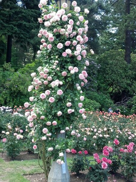 schwanensee-roses-futorozsa